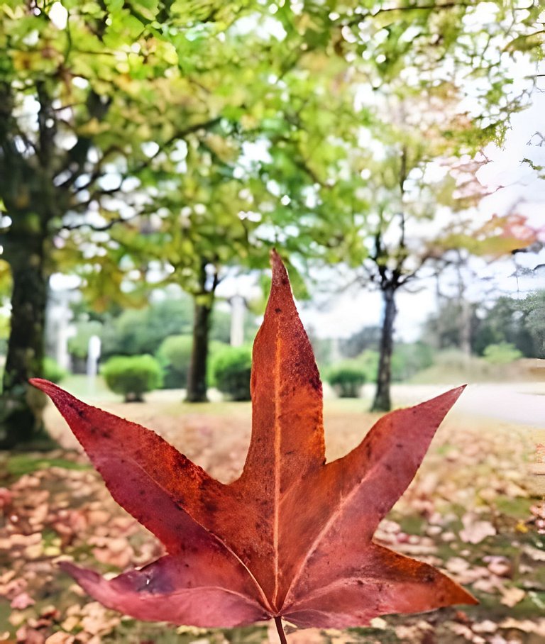 Laje de Pedra Canela | By @stayo.gramado